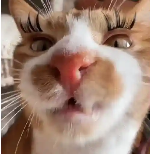 Կպչուն պիտակ