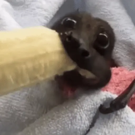 Կպչուն պիտակ