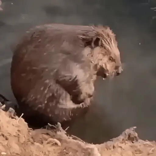 Կպչուն պիտակ