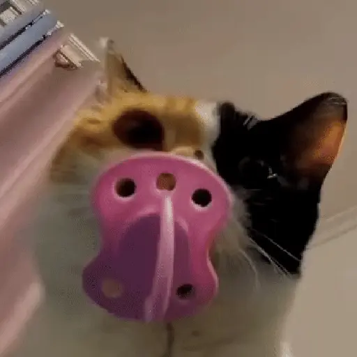 Կպչուն պիտակ