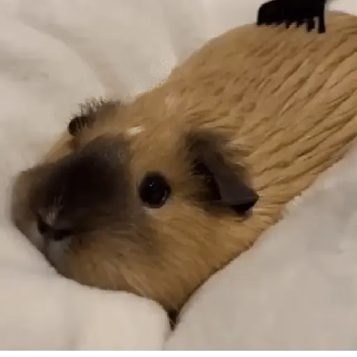 Կպչուն պիտակ