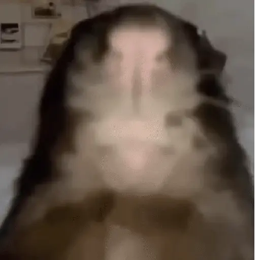 Կպչուն պիտակ