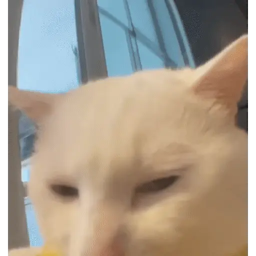 Կպչուն պիտակ