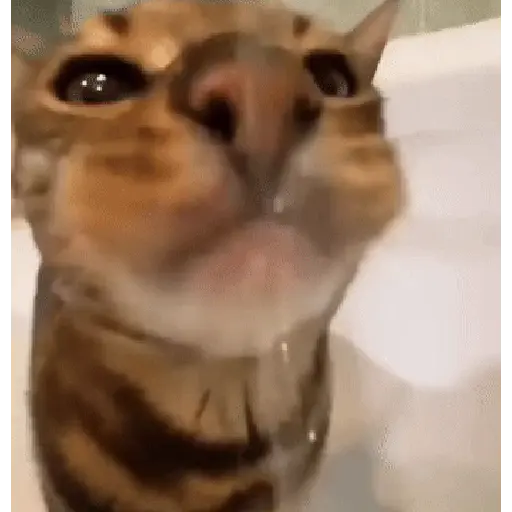 Կպչուն պիտակ