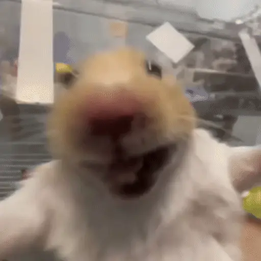 Կպչուն պիտակ