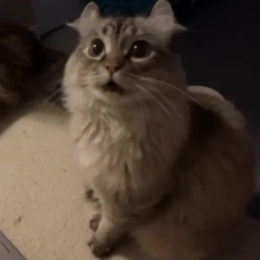 Կպչուն պիտակ