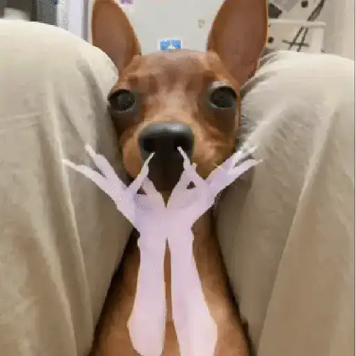 Կպչուն պիտակ