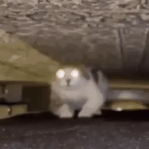 Կպչուն պիտակ