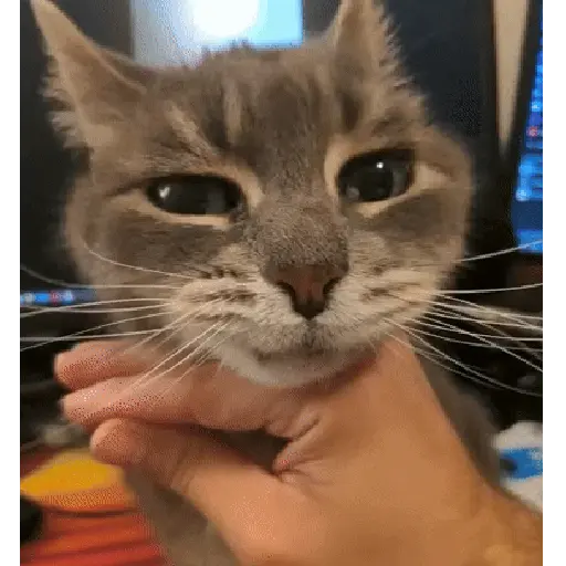 Կպչուն պիտակ